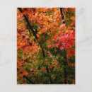 Recherche de érable japonais cartes postales Feuillage