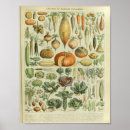 Recherche de légumes de cuisine posters Laitue