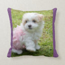 Recherche de de caniche coussins Chiot mignon