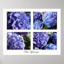 Recherche de hortensia posters Fleurs
