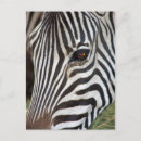 Recherche de africa cartes postales Animal