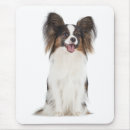 Recherche de chien papillon tapis souris Chiot