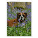 Recherche de jacinthes des bois cartes postales Plomb et pam langrish