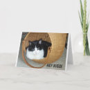 Recherche de cha photographie Chat