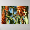 Recherche de mane posters Faune