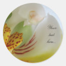 Recherche de phalaenopsis autocollants Fleurs