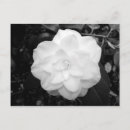 Recherche de fleurs noires et blanches cartes postales Noir et blanc
