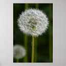Recherche de taraxacum posters Botanique