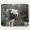 Recherche de chiot carlin tapis souris Balais