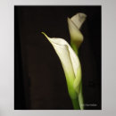 Recherche de calla lily posters Lis