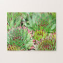 Recherche de succulent puzzles Moderne