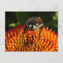 Recherche de insecte cartes postales Plante