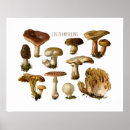 Recherche de fungi posters Nature