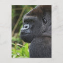 Recherche de visage de gorille cartes postales Gorille des plaines