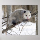 Recherche de opossum posters Animaux