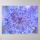 Recherche de allium posters Bleu