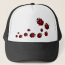 Recherche de coccinelles casquettes Insecte