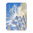 Recherche de pissenlit magnets Heureux