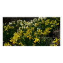 Recherche de daffodil posters Jaune