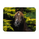 Recherche de tête de cheval magnets Bob langrish