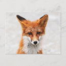 Recherche de renard orange cartes postales Sauvage