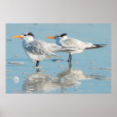 Recherche de côte atlantique posters Oiseau