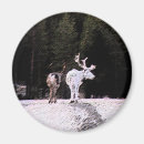 Recherche de laponie magnets Renne