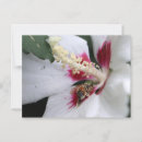 Recherche de pollen cartes postales Abeille