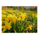 Recherche de jonquilles jaunes posters Fleur
