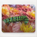 Recherche de larve tapis souris Chenille