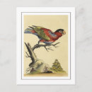 Recherche de oiseau perroquet cartes postales Vintage
