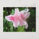 Recherche de rhododendron cartes postales Fleur