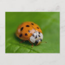 Recherche de coccinelle cartes postales Vert