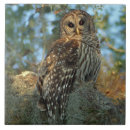 Recherche de de hibou carreaux Forêt