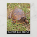 Recherche de tortue boîte cartes postales Reptile