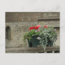 Recherche de géranium cartes postales Photographie