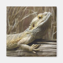 Recherche de lézard magnets Photographe