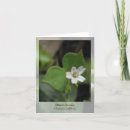 Recherche de laitues Nature