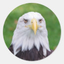 Recherche de oiseau de proie autocollants Leucocephalus