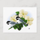 Recherche de mésange cartes postales Nature