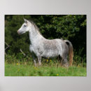 Recherche de poitrine art Poney