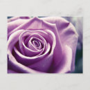 Recherche de fleurs lilas cartes postales Amour