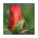 Recherche de peinture fleur rose rouge art botanique