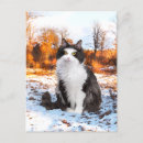 Recherche de angora cartes postales Chats