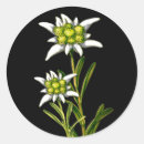 Recherche de fleur alpine autocollants Fleurs alpines