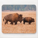 Recherche de veau vache tapis souris Bison