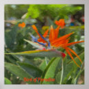 Recherche de paradise posters Photography