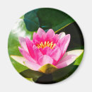 Recherche de nénuphars magnets Lac