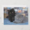 Recherche de chat persan vœux cartes Chaton