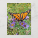 Recherche de beau papillon cartes postales Nature
